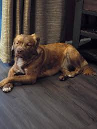 Happy Gotcha Day Peabody!!...