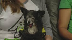 We have decided to adopt two girls from india. Fetch Me A Home Pete The Chihuahua Mix Available For Adoption Newscentermaine Com