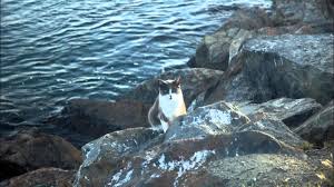 Последние твиты от feral cat coalition of oregon (@feralcatsor). Animal Lovers Rally To Save San Diego S Jetty Cats Face Foundation Blog