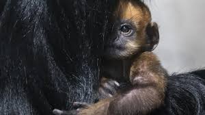 La version la plus connue est celle de tom savini. Naissance Exceptionnelle D Un Petit Singe Langur De Francois Au Zoo De Besancon