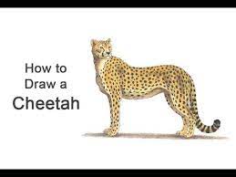 Cheetahs are the coolest animals on this planet, they're so fast and look awesome! How To Draw A Cheetah Color Youtube