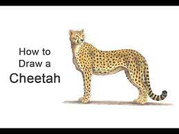 Here presented 50+ easy cheetah drawing images for free to download, print or share. How To Draw A Cheetah Color Youtube