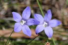 Image result for Wahlenbergia pulchella
