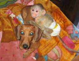 This Thing Is A Good Back Scratcher Odd Animal Couples Cute Animals Weird Animals