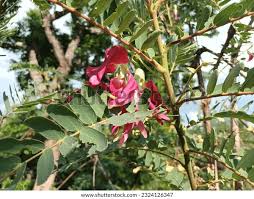 Image result for Sesbania sericea