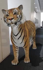 Techknowtalkies 3d Animals From Google Camera With Your Android Ios 2021
