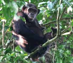 Image result for Uvariastrum germainii