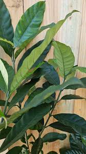 Image result for Tabernaemontana pachysiphon