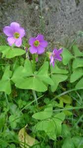 Image result for Oxalis latifolia