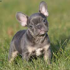 Rosa the french bulldog can do retrieving until she is worn out. French Bulldog Puppies For Sale Greenfield Puppies