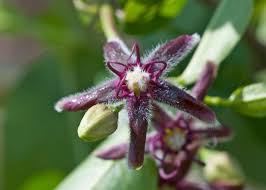 Image result for Apocynaceae subfamily Periplocoideae