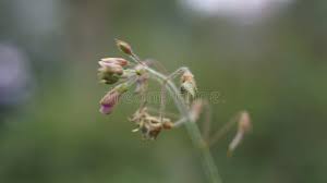 Image result for Desmodium tortuosum