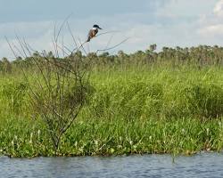 Imagem de Pantanal vegetation