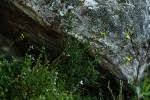 Image result for Senecio aetfatensis