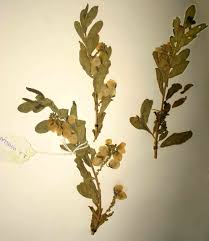 Image result for Polygala senensis