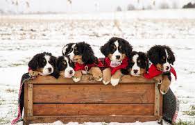 Maybe you would like to learn more about one of these? Un Million De Dollars De Pertes Pour La Fondation Mira Le Devoir