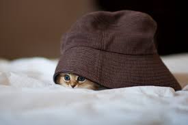 0 best kitten names | cattime. 50 Cute Kittens You Need To See The Cutest Kitten Photos Ever