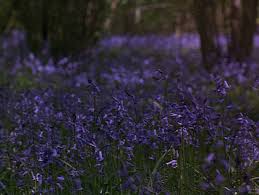 We did not find results for: Lavender Discovered By Martina Hough On We Heart It