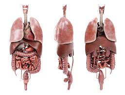 They also work in tandem to form organ systems, like the digestive system or the circulatory system. Human Male Anatomy Model With Internal Organs With 4k Textures 3d Model 139 Obj Fbx C4d Max Free3d