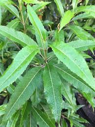 Image result for Nuxia floribunda