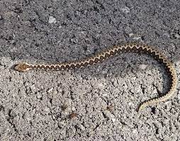 Глава на пепелянка, където ясно се вижда „рогчето. Pepelyanki Plznaha Kraj Plovdiv Ne Izpadajte V Panika Snimki Glasnews Bg