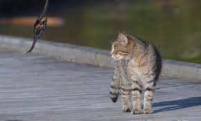 ‪Time to talk about cats | Forest and Bird‬‏