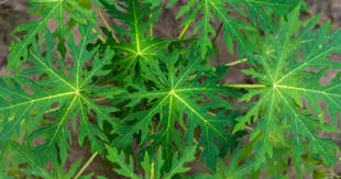 Kita sharing ilmu yang bermanfaat. Cara Membuat Pestisida Organik Untuk Usir Hama Tanaman Popmama Com