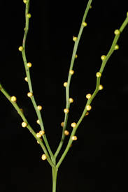 Image result for Psilotum nudum