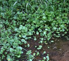 Image result for Ranunculus raeae