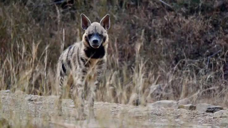 Striped Hyena in India: Facts, Myths & Conservation