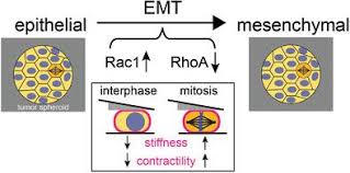We did not find results for: Emt Induced Cell Mechanical Changes Enhance Mitotic Rounding Strength Advanced Science X Mol