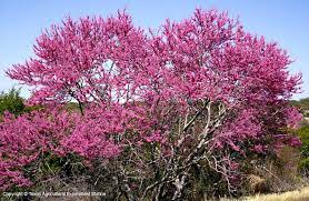 Mexican redbud (cercis canadensis ssp. Ornamental Tree For Texas Dallas Garden Buzz