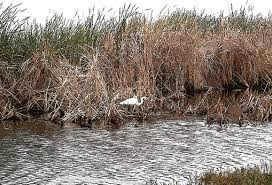 Lake maggiore florida (page 1). Community Celebrates Restoration Of Lake Maggiore Watermatters Org
