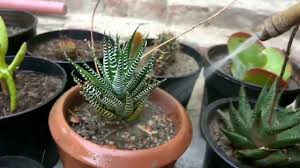 Pick a potting mix specially made for cacti. How To Care Cactus And Succulent Plant Cactus 100 200 Succulent 50 100 Youtube