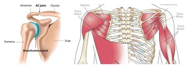 Image result for Shoulder Range of Motion