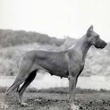 Great Dane Dog Breed Information