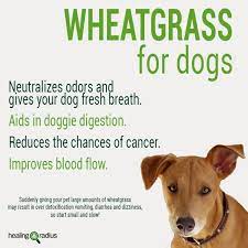 The Benefits Of Wheatgrass For Dogs Wheat Grass Animal Doctor Dog Treats