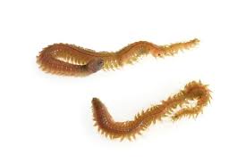 Image result for Aneilema arenicola