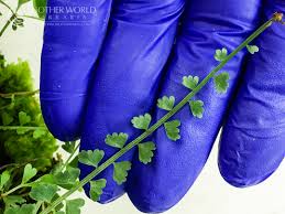 Image result for Asplenium smedsii