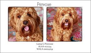 Take a sneak peak at the movies coming out this week (8/12) sustainable celebs we stan: Our Dogs Lumar Labradoodles