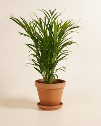 Image result for Dypsis lutescens