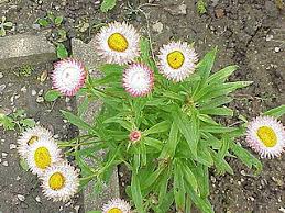 Image result for Helichrysum moggii