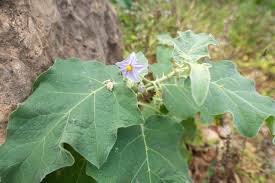 Image result for Solanum