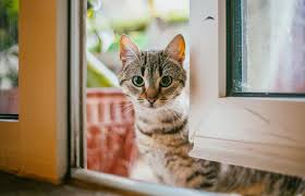 As cat populations increase, many cats don't have a place to call home. What To Do If You Find A Stray Cat Lovetoknow