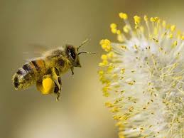 Bee Pollen Is An Excellent Source Of B Vitamins And Antioxidants It Has Been Used For Centuries As An Anti Aging Remedy And Has Be Insetti Animali Apicoltura