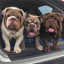 But dog lovers considering adopting a fluffy frenchie need to know if … 10 Cute Bulldogs To Bring A Smile On Your Face