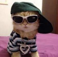 Ravebae Ally On Twitter Cat Profile Funny Profile Pictures Cat Profile Picture