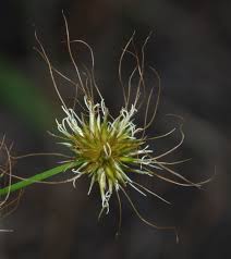 Image result for Rhynchospora holoschoenoides