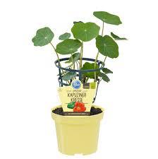 Check spelling or type a new query. Bio Kapuzinerkresse Blu Tropaeolum Majus Gunstig Online Kaufen