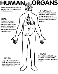 Human anatomy coloring book new human body systems. Human Organs Coloring Page Crayola Com